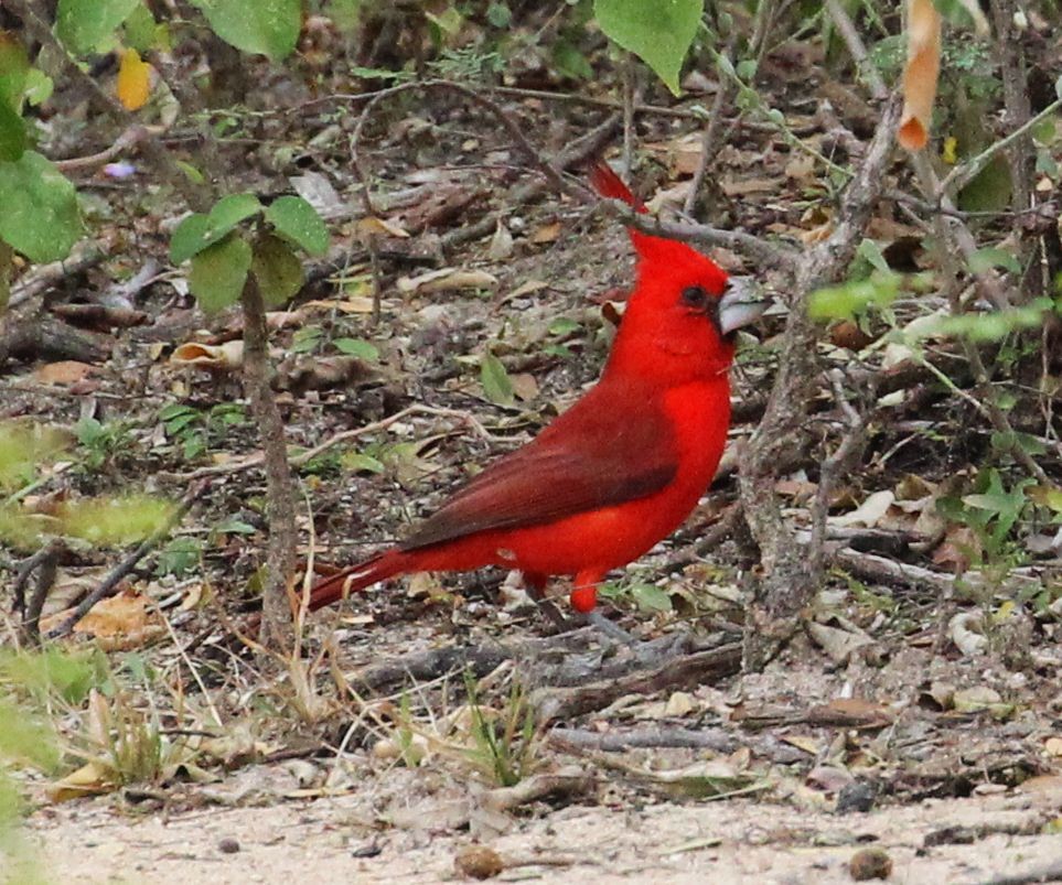 Cardinal vermillon - ML181018341