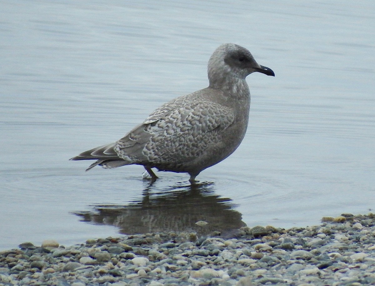 Iceland Gull (thayeri/kumlieni) - ML181018581