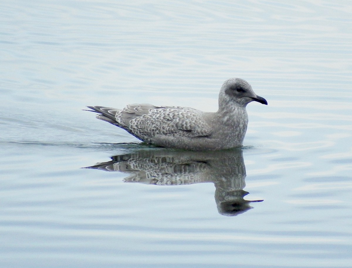 Gaviota Groenlandesa (thayeri/kumlieni) - ML181018591