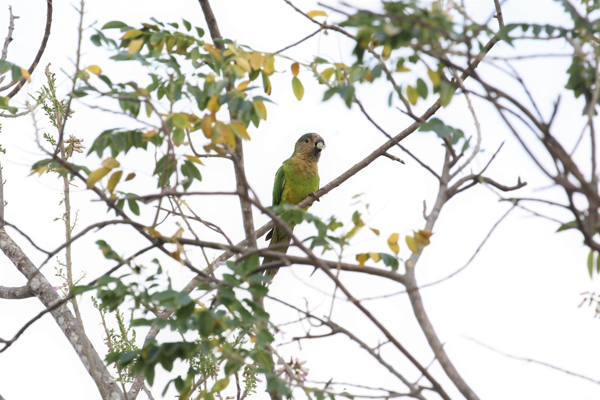 Brown-throated Parakeet - Cathy Bleier
