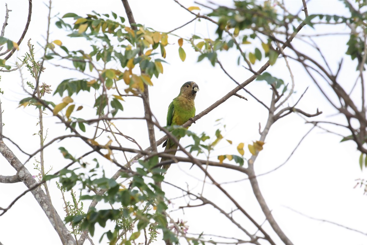 Aratinga Pertinaz - ML181018611