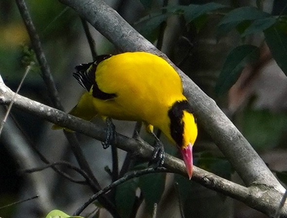 Black-naped Oriole - Annette Teng