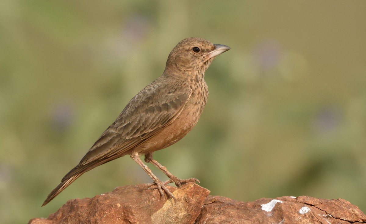 Rufous-tailed Lark - ML181019461