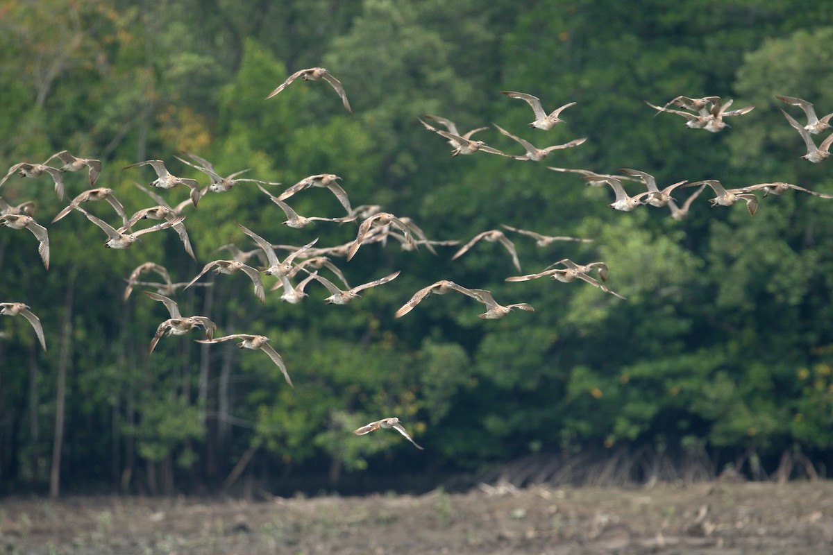 Whimbrel - ML181020041