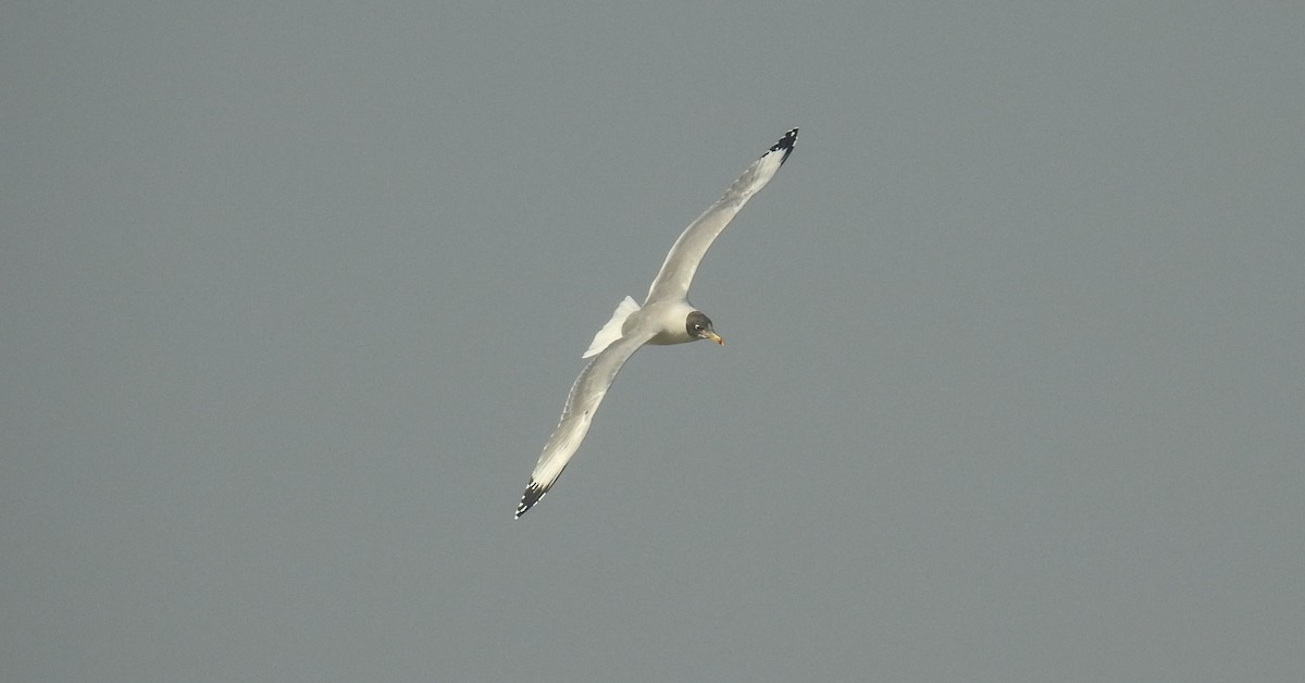 Pallas's Gull - ML181020441