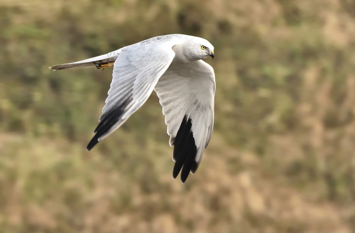 Pallid Harrier - ML181020671