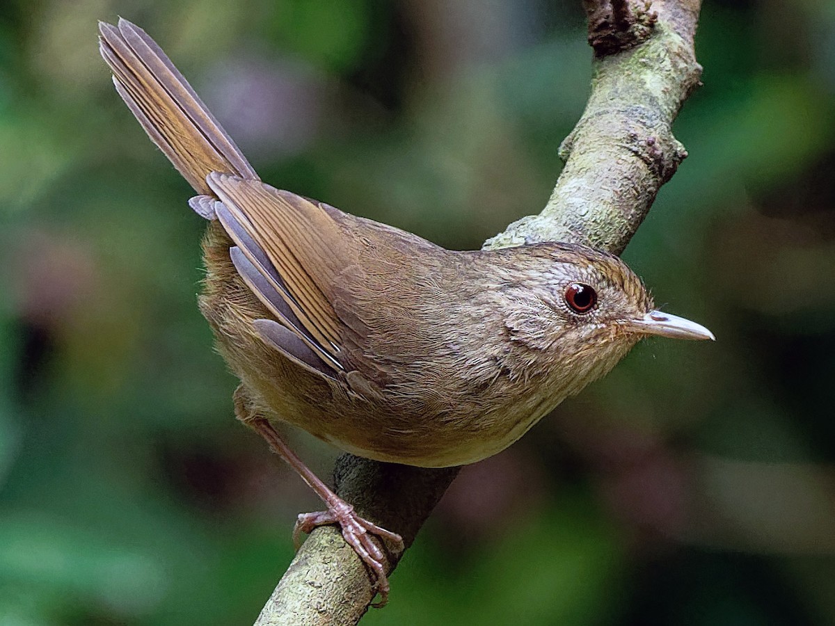 Buff-breasted Babbler