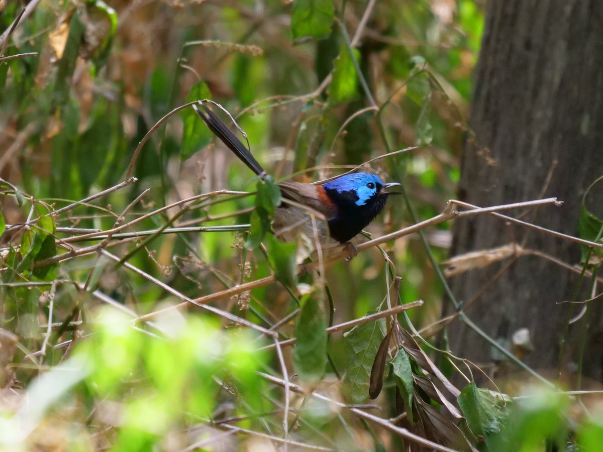 Variegated Fairywren - ML181021861