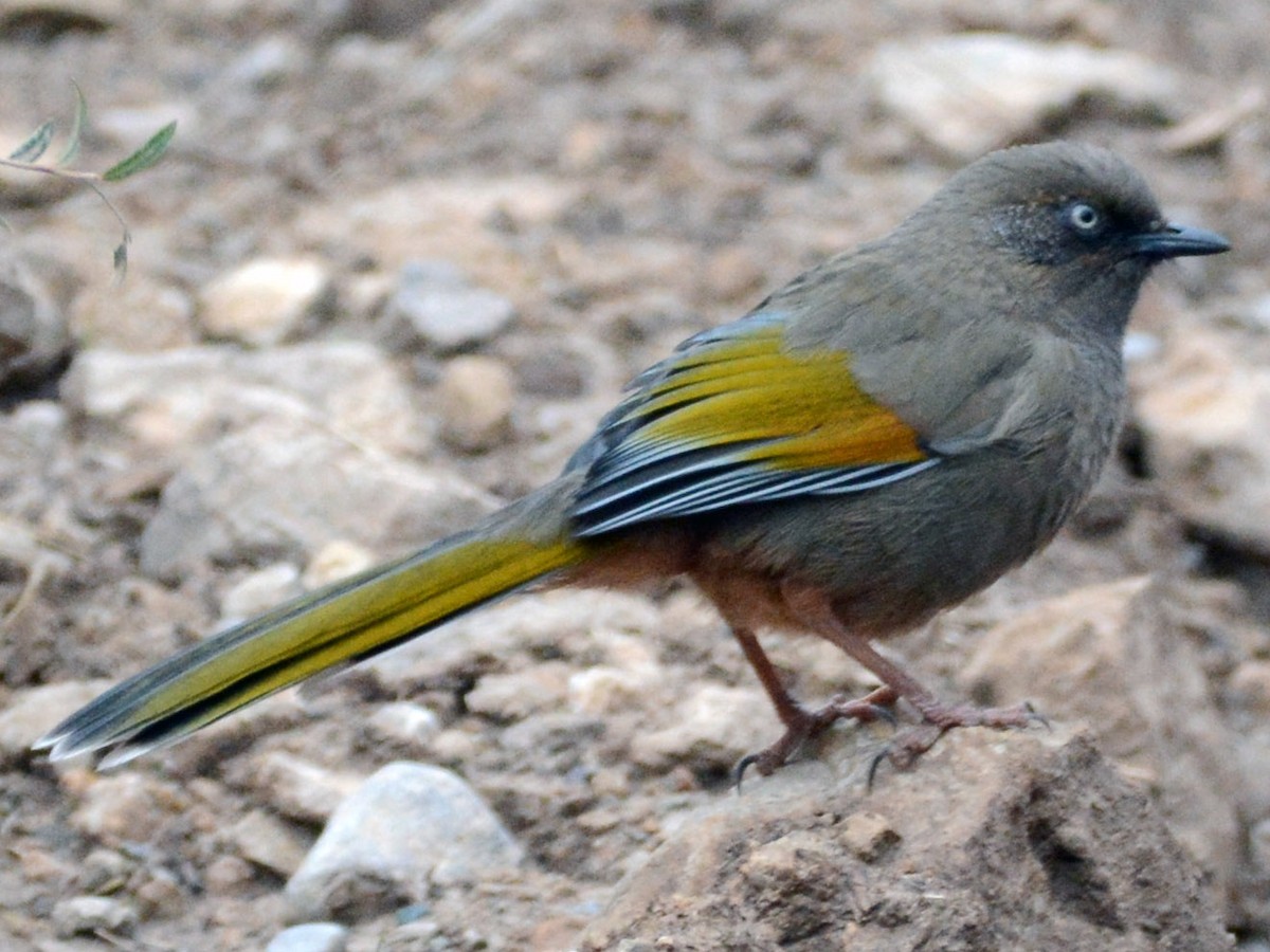 カキハガビチョウ - eBird