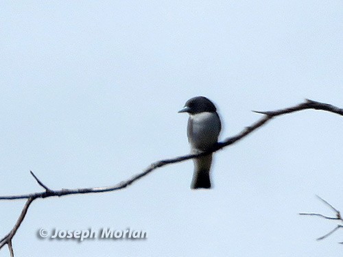 White-breasted Woodswallow - ML181024101