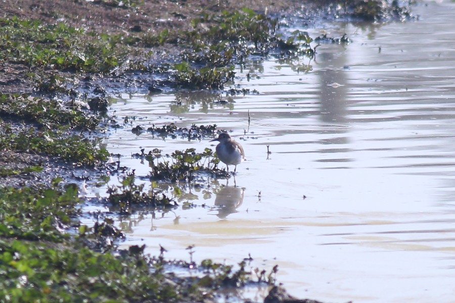 Common Sandpiper - ML181024281