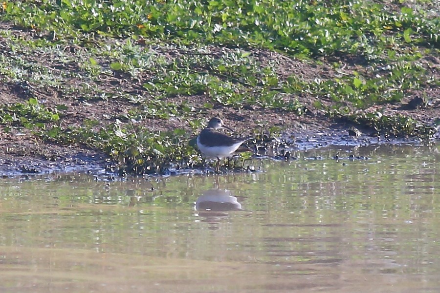 Common Sandpiper - ML181024291