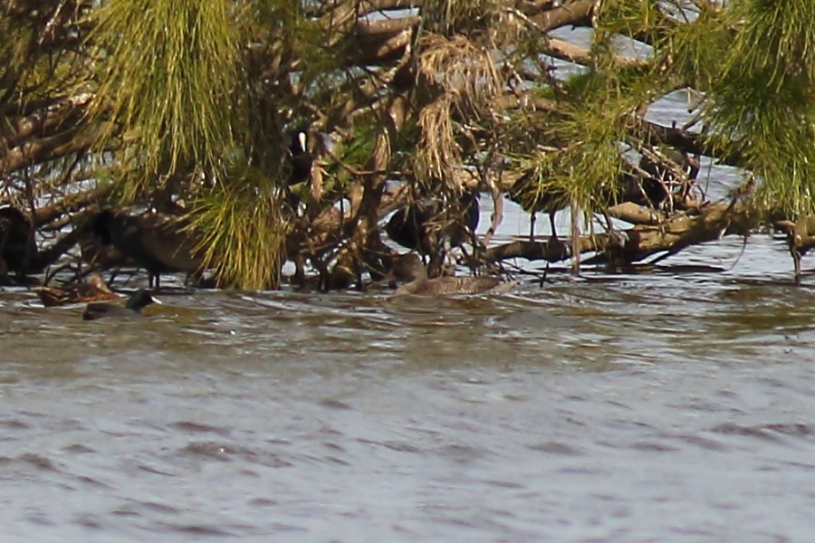 Freckled Duck - ML181024941