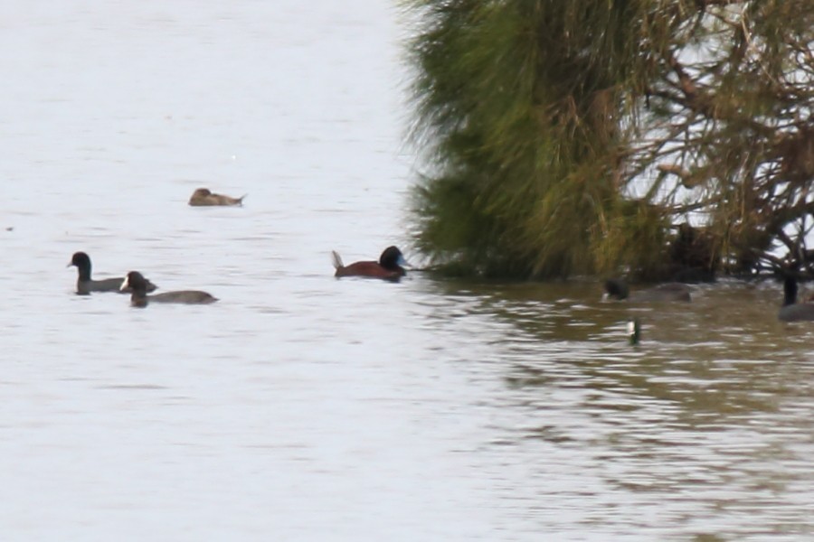 Blue-billed Duck - ML181025001