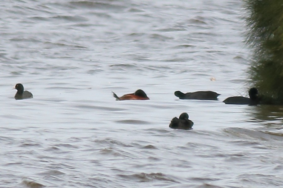 Blue-billed Duck - ML181025051