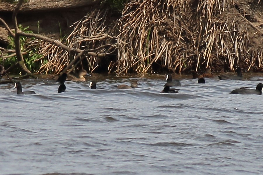 Musk Duck - ML181025281