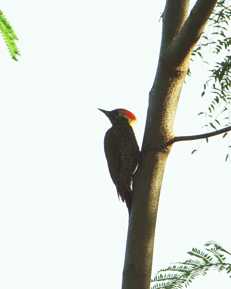 Lesser Yellownape - Raghavendra  Pai