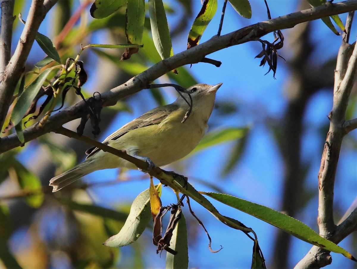 Sängervireo - ML181028351