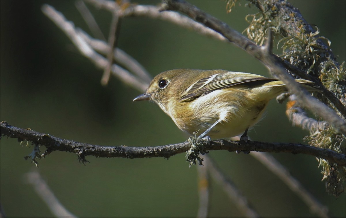 Huttonvireo - ML181028371