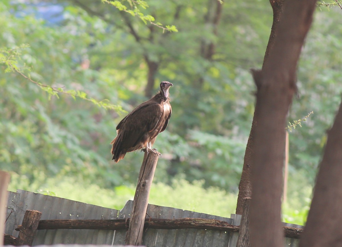 Hooded Vulture - ML181028671