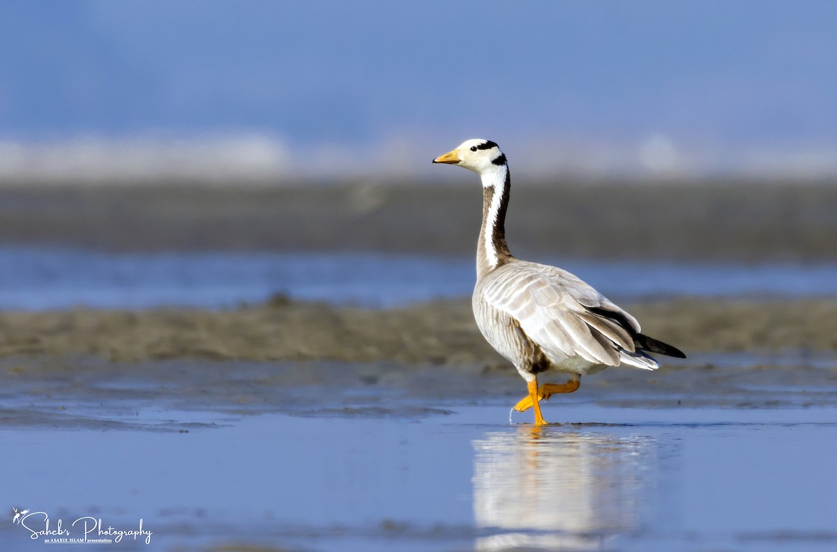 Bar-headed Goose - ML181031211