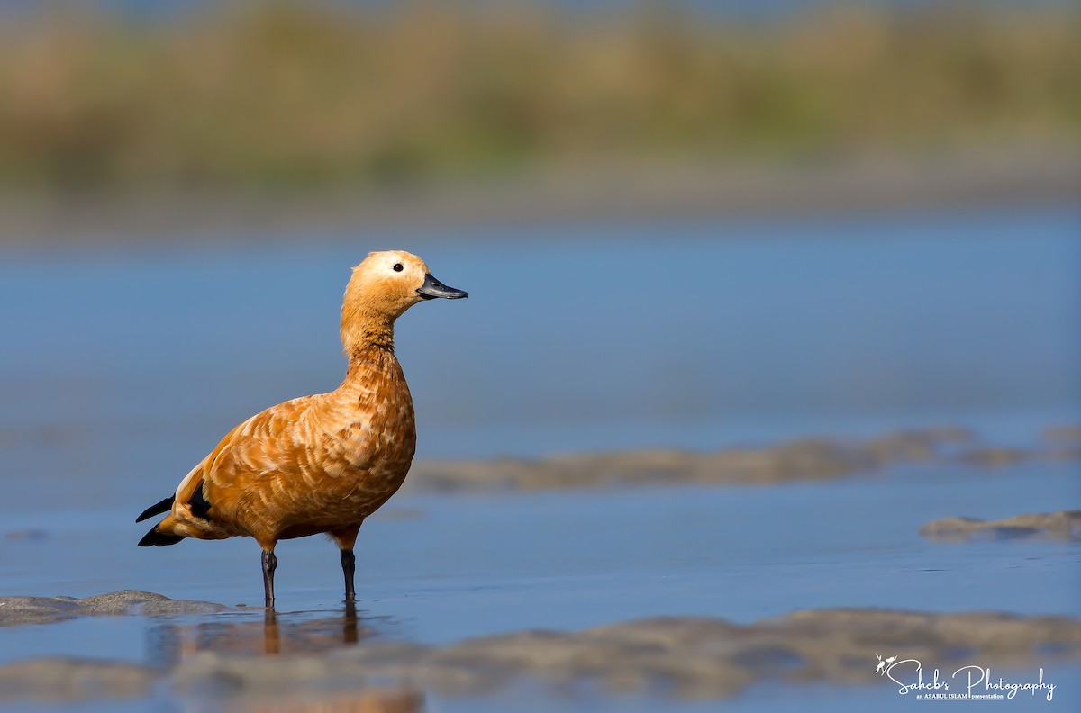 Ruddy Shelduck - ML181031321