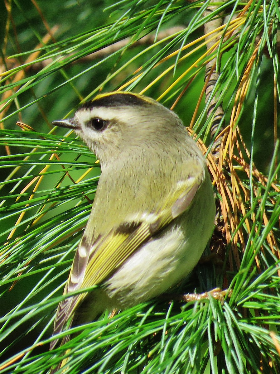 Golden-crowned Kinglet - ML181032041