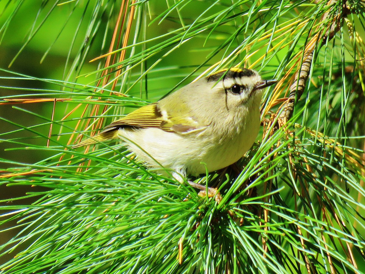 Golden-crowned Kinglet - ML181032051