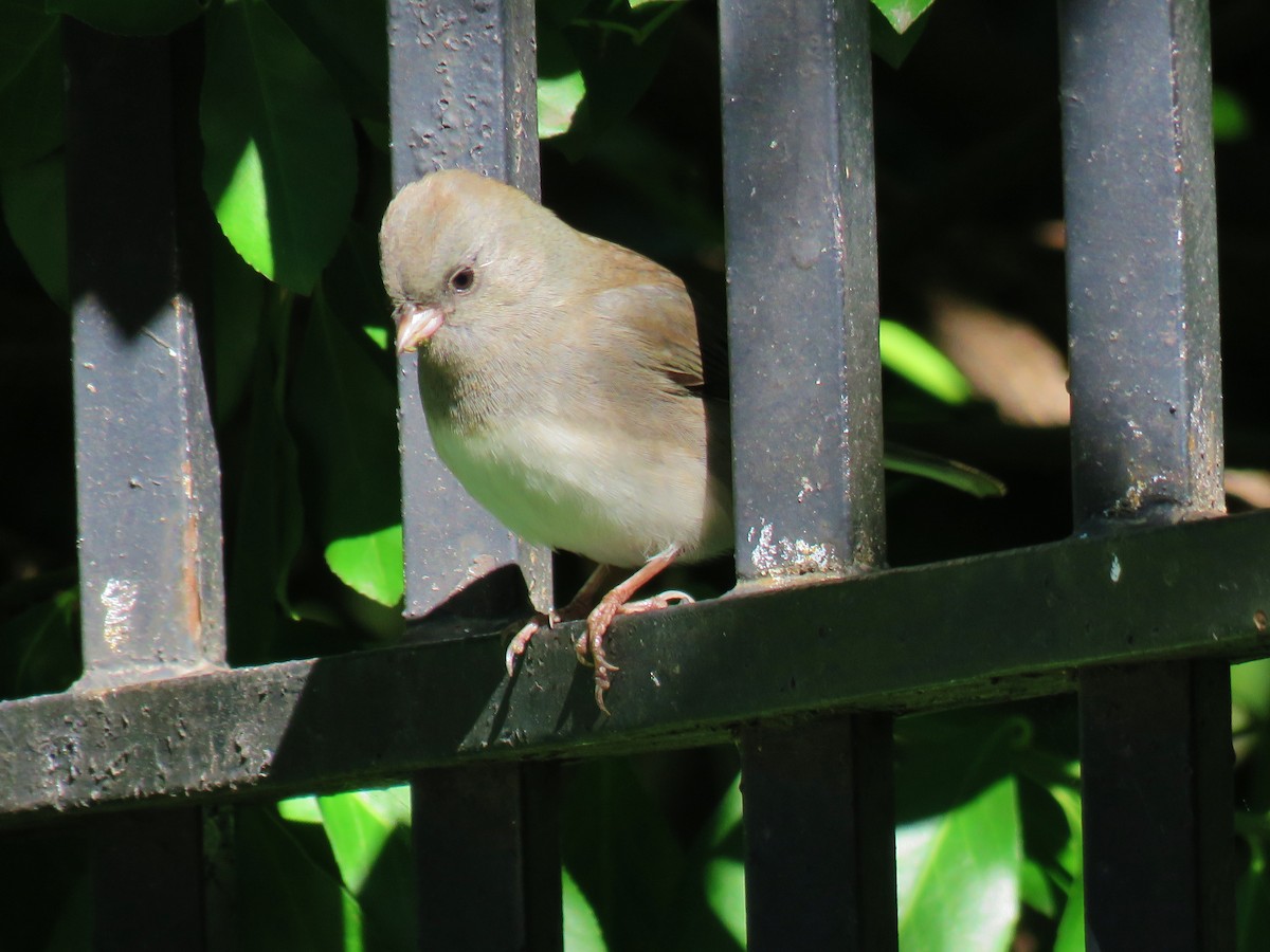 Dark-eyed Junco (Slate-colored) - ML181032071