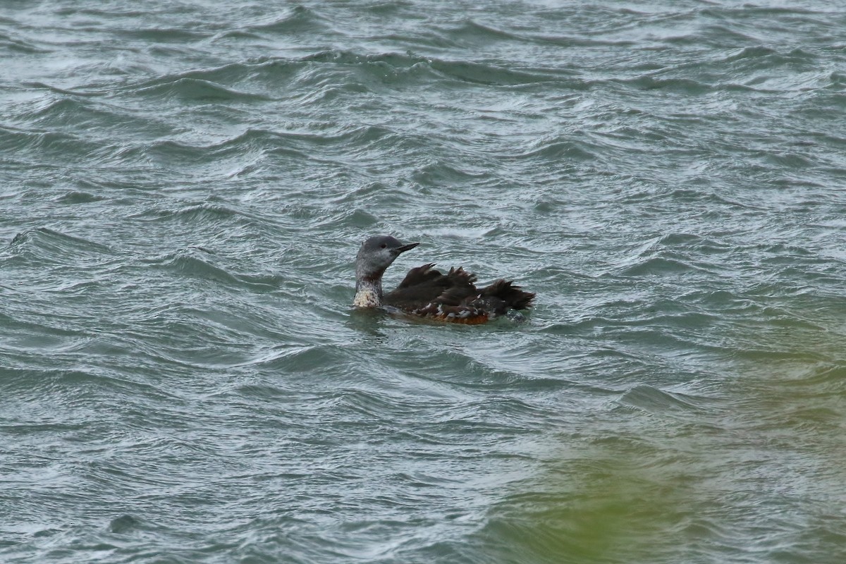 Red-throated Loon - ML181032181