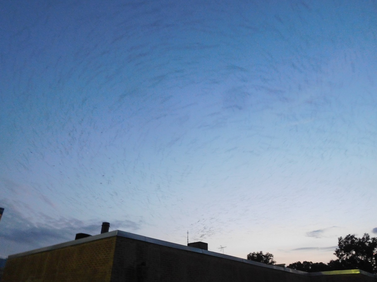 Chimney Swift - LynnErla Beegle