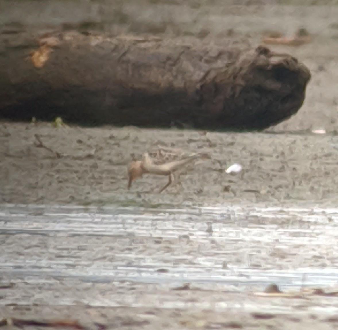 Buff-breasted Sandpiper - ML181033711