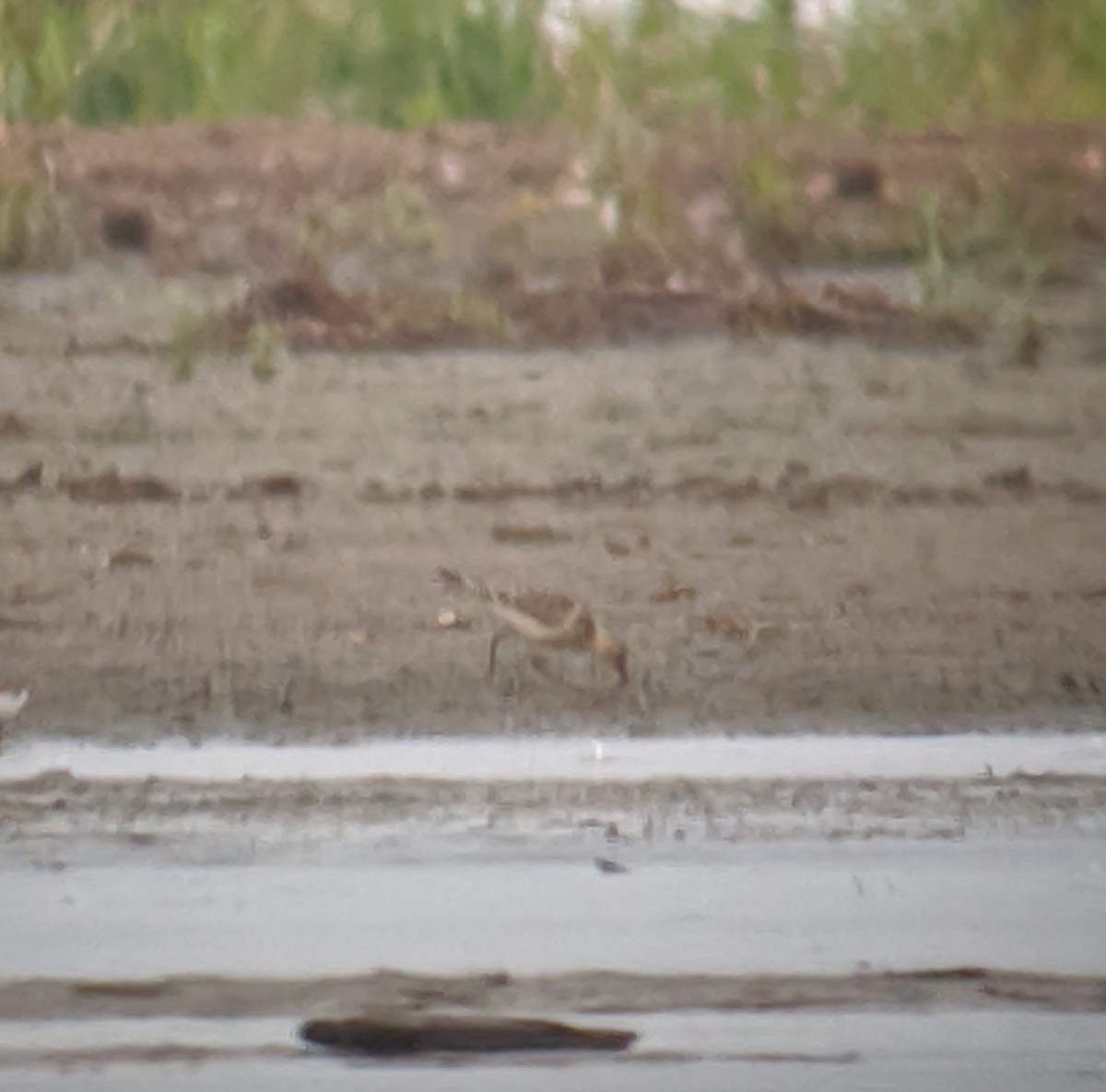 Buff-breasted Sandpiper - ML181033741