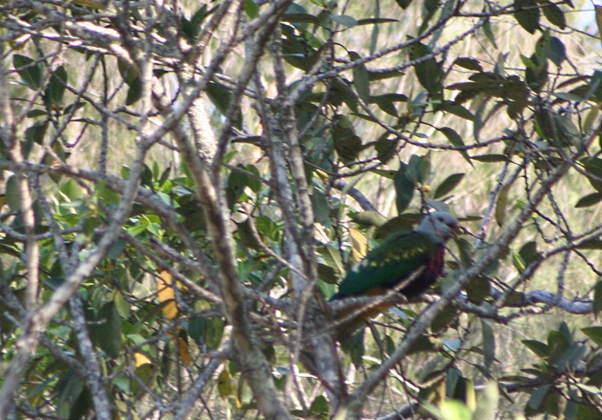 Wompoo Fruit-Dove - ML181033801