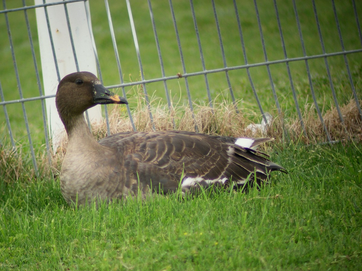 Taiga Bean-Goose - ML181033921