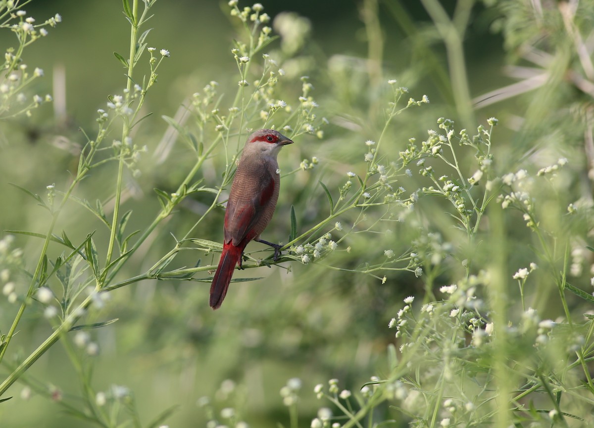 Crimson-rumped Waxbill - Fikret Ataşalan