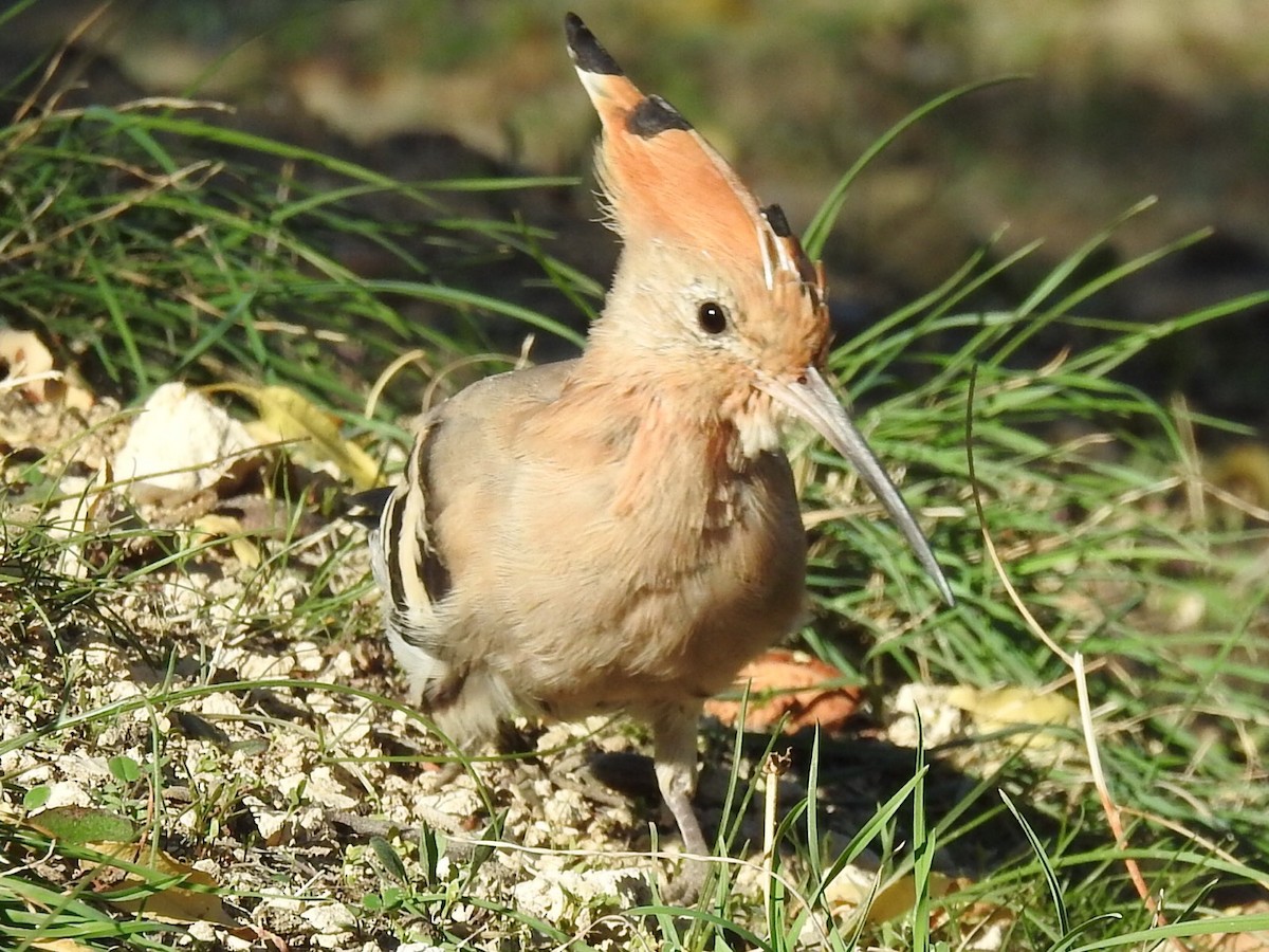 Common Hoopoe - ML181035141