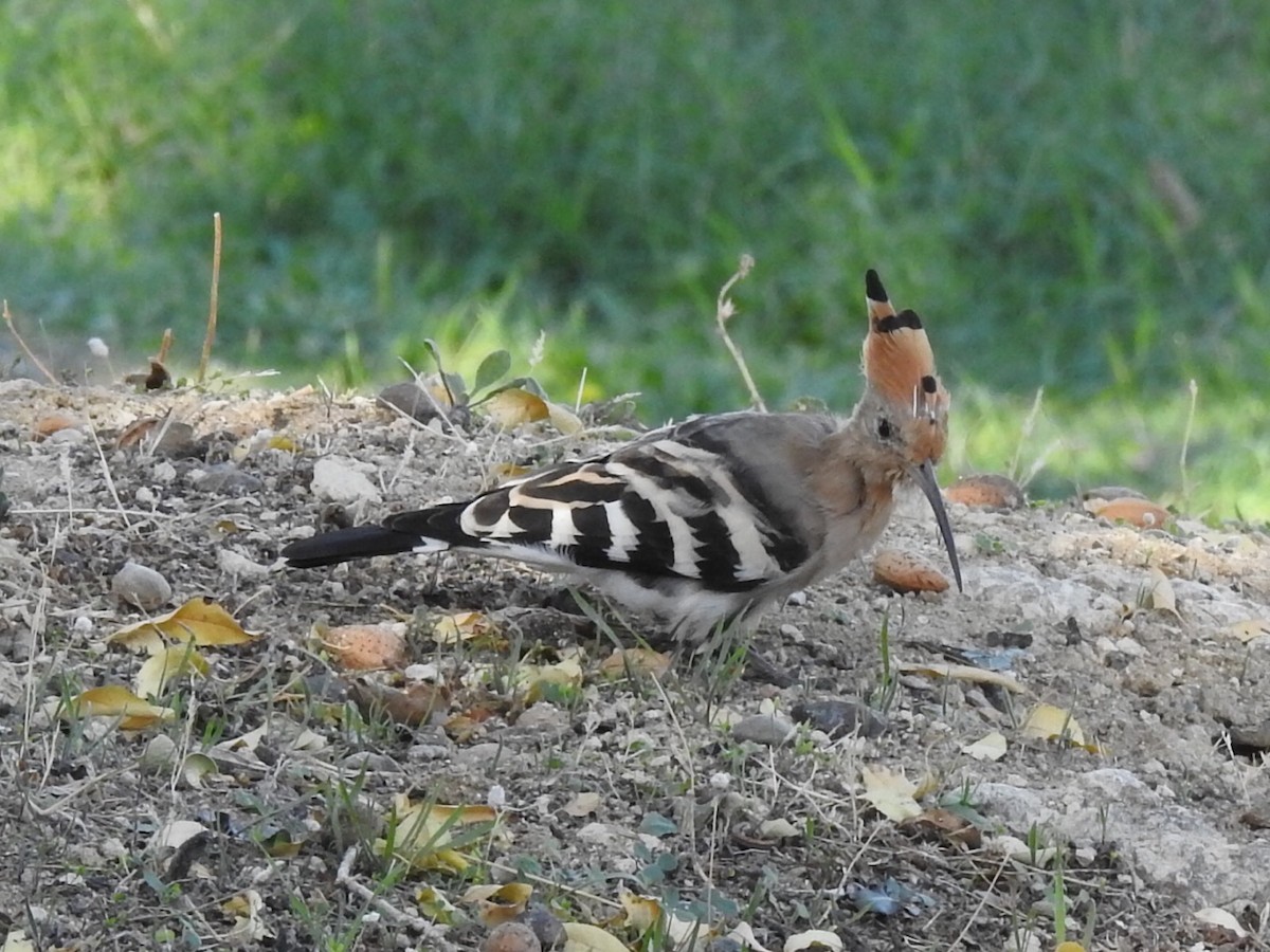 Common Hoopoe - ML181035151