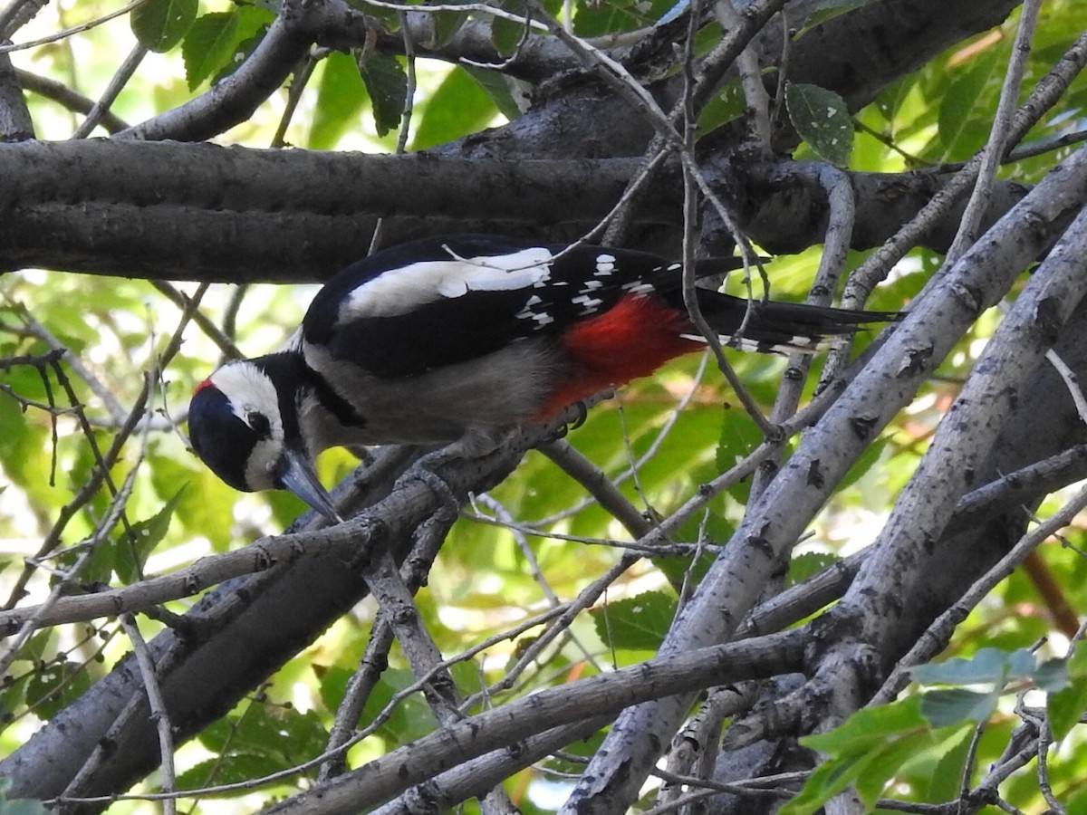 Алаг тоншуул - ML181035161