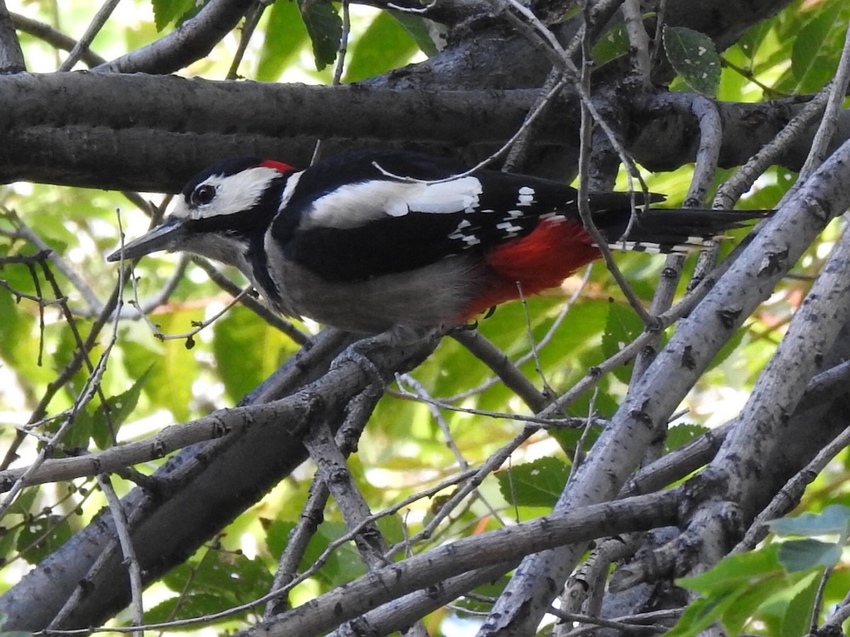 Алаг тоншуул - ML181035171