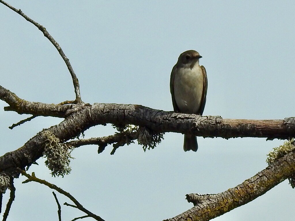 Алаг намнаа - ML181035391