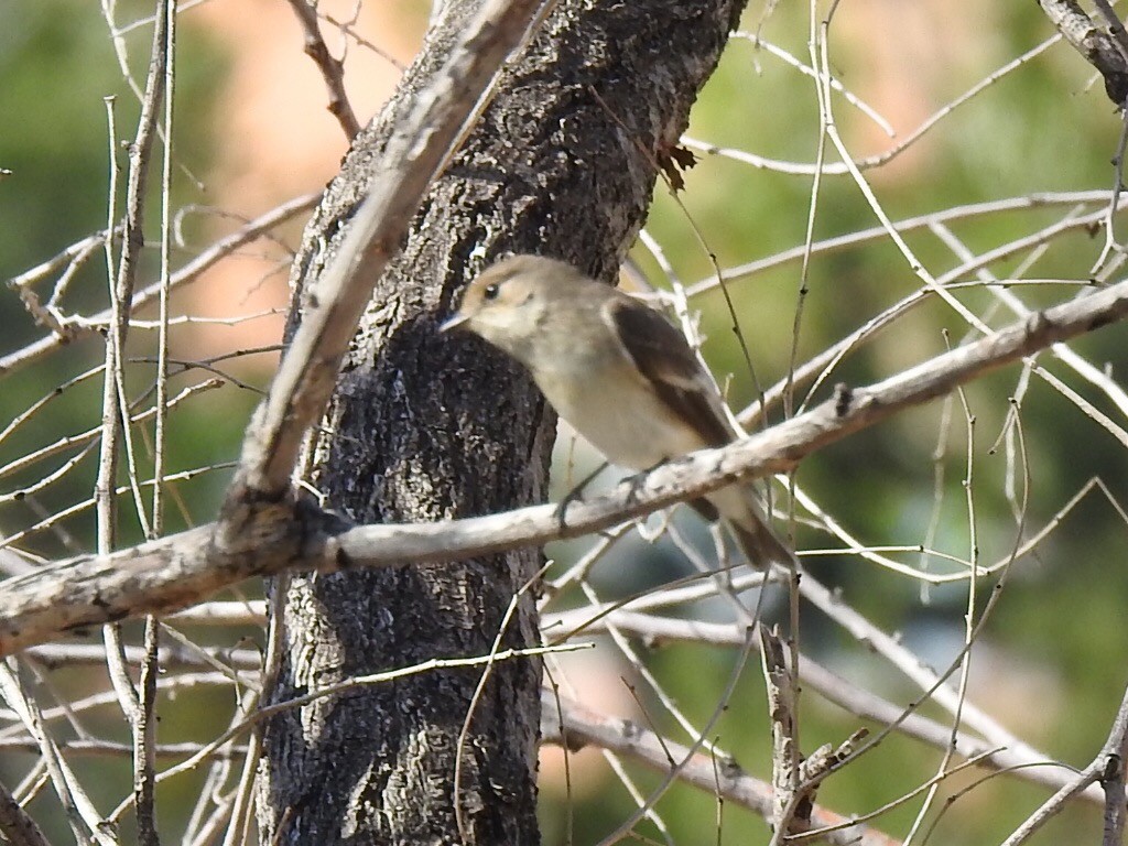 Алаг намнаа - ML181035401