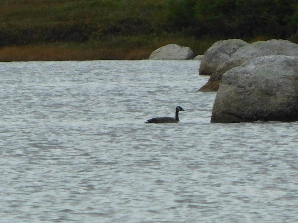 Canada Goose - ML181036361