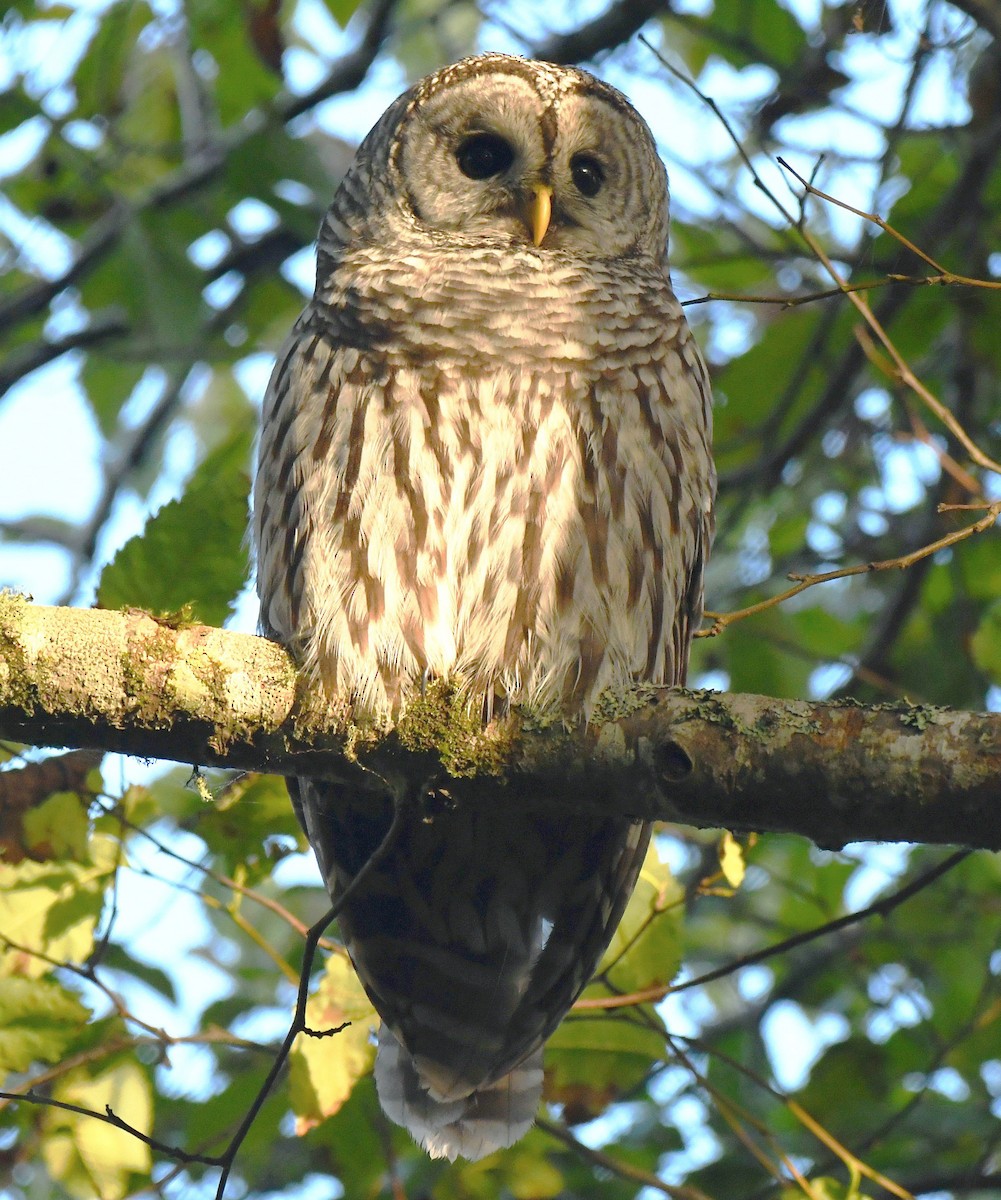 Barred Owl - Phil Pickering