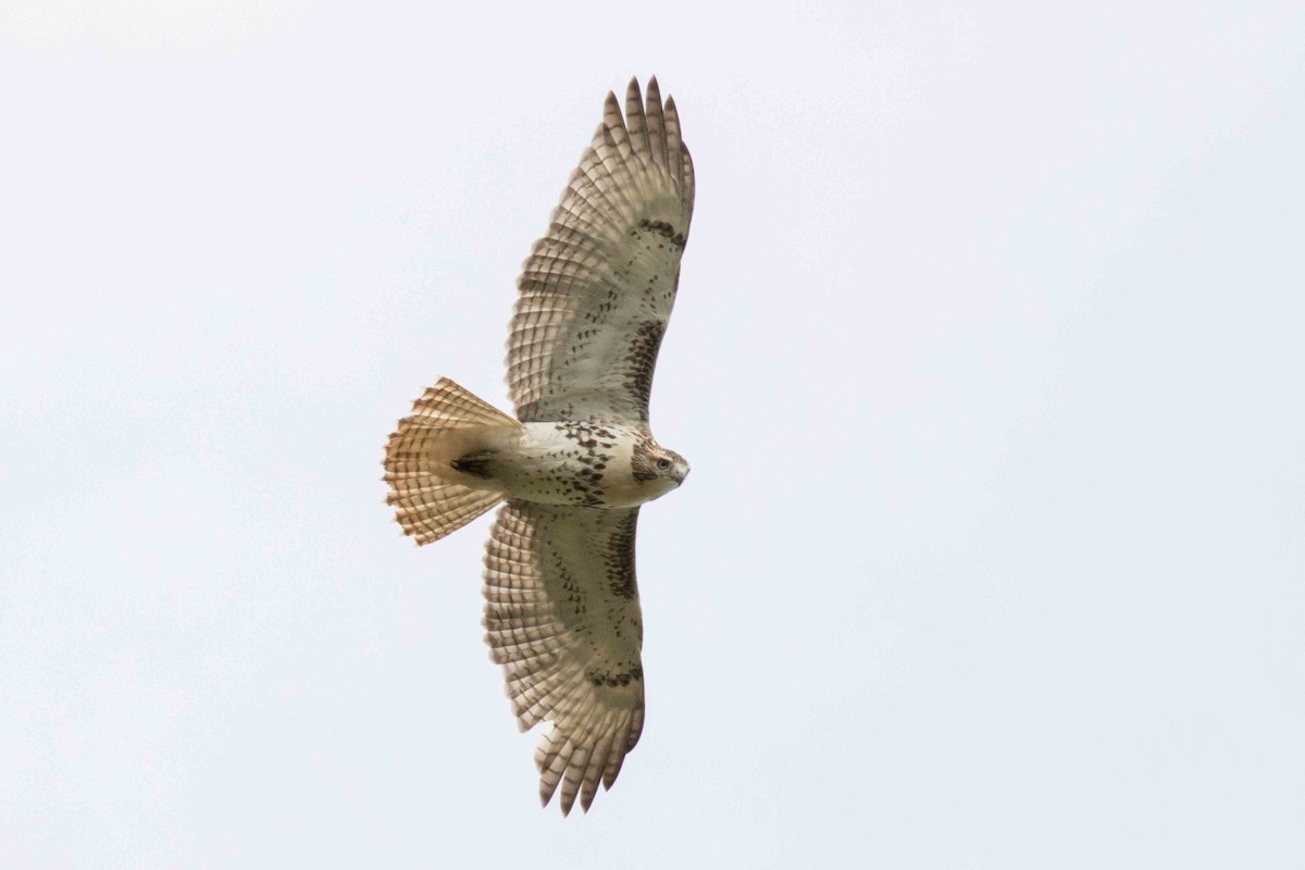 Red-tailed Hawk - ML181036431