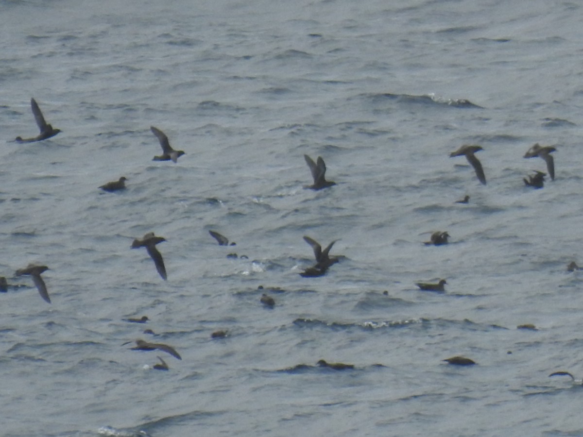 Wedge-tailed Shearwater - ML181036701