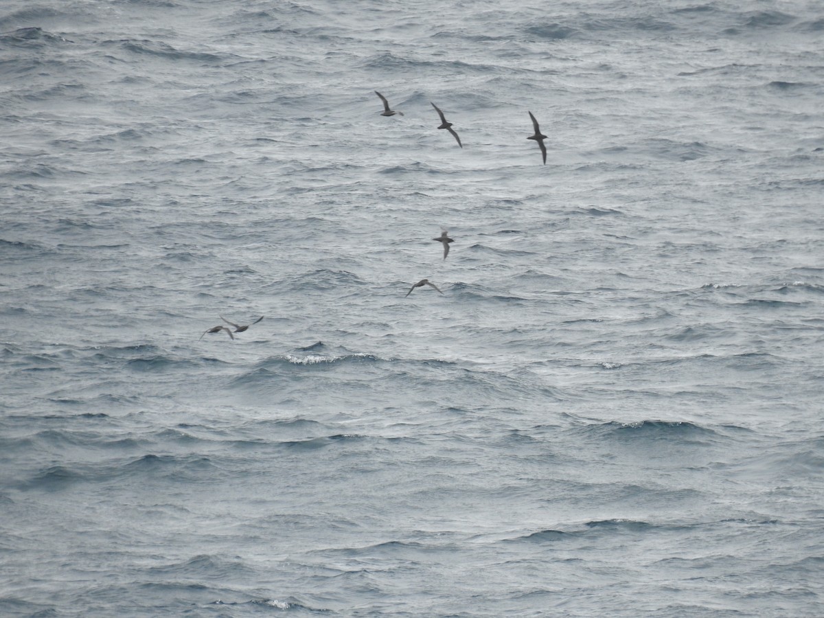 Short-tailed Shearwater - ML181036721