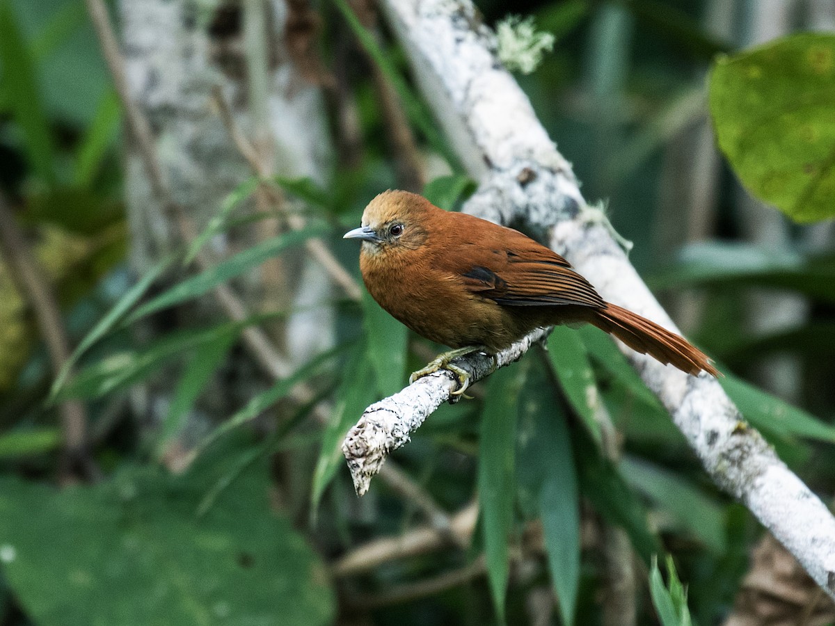 Russet-mantled Softtail - Nick Athanas