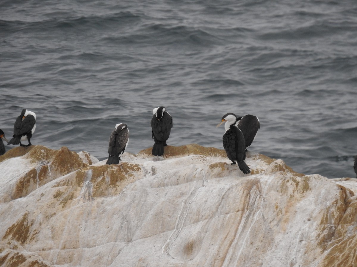 Pied Cormorant - David Dedenczuk