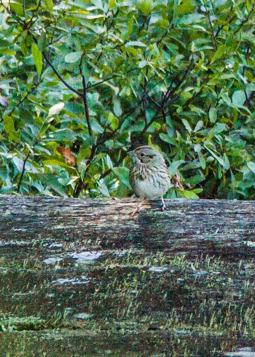 Lincoln's Sparrow - ML181037501